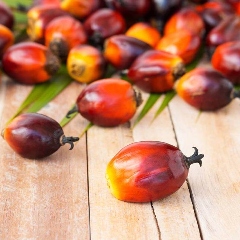 Oil Palm Fiber Ingredient in Bio-Balance and Bio-Diet